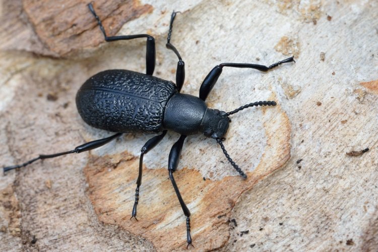 Чернотелка