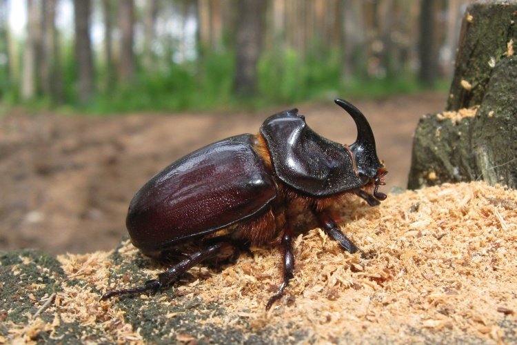 Жук-носорог