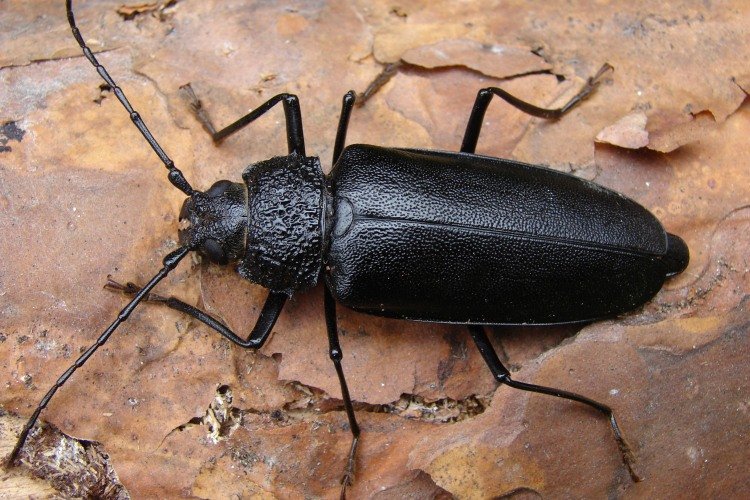 Жук-плотник