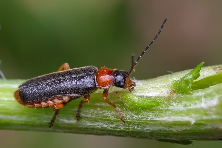 Мягкотелка