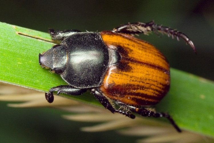 Хлебный жук