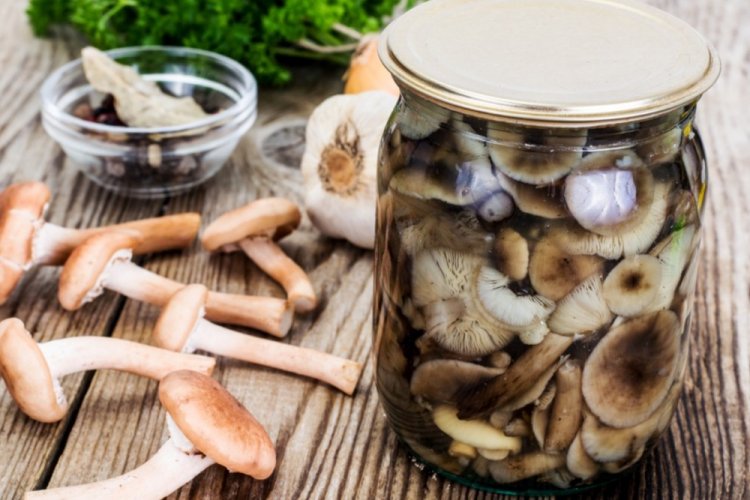 Маринованные грибы на зиму без стерилизации