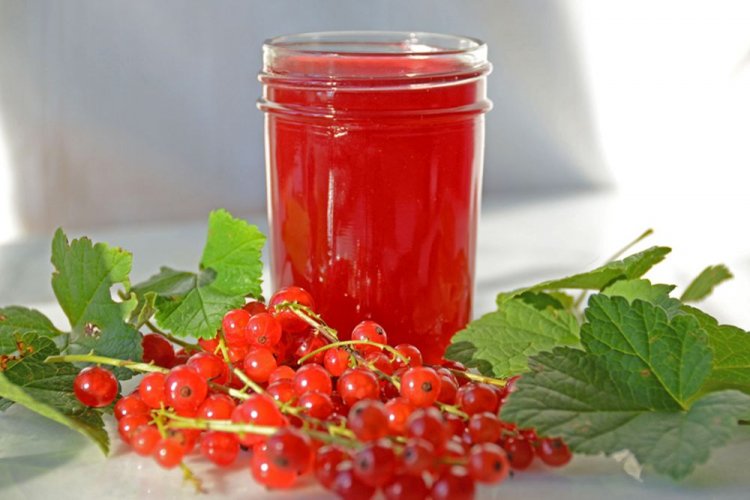 Вино из красной смородины по особому рецепту