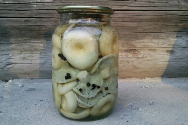 Маринованные грузди в быстром маринаде