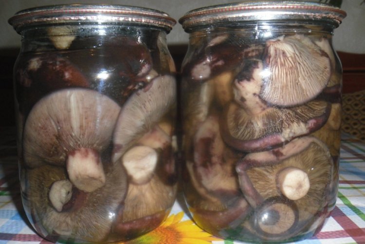 Маринованные черные грузди на зиму