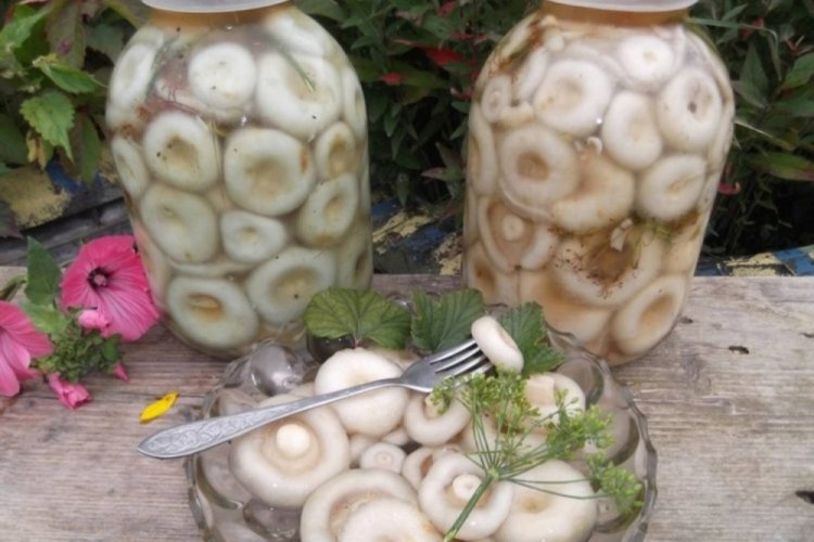 Маринованные сырые грузди на зиму