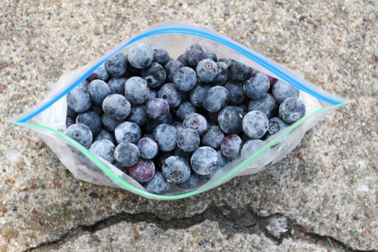 Замороженная черника