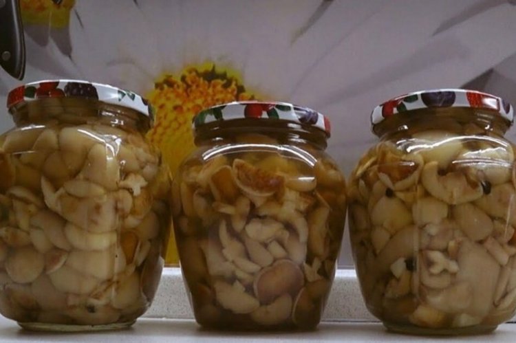 Маринованные маслята со специями на зиму
