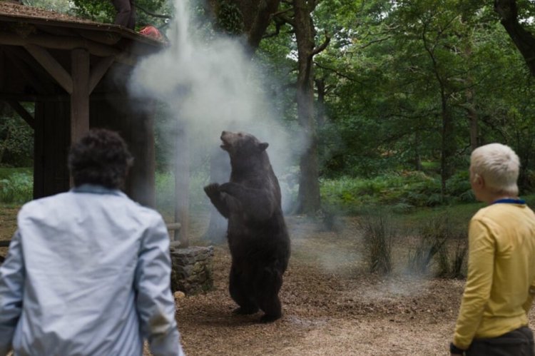 Кокаиновый медведь