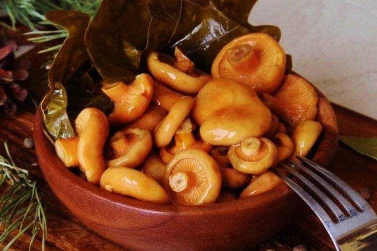 Соленые рыжики холодным способом на зиму