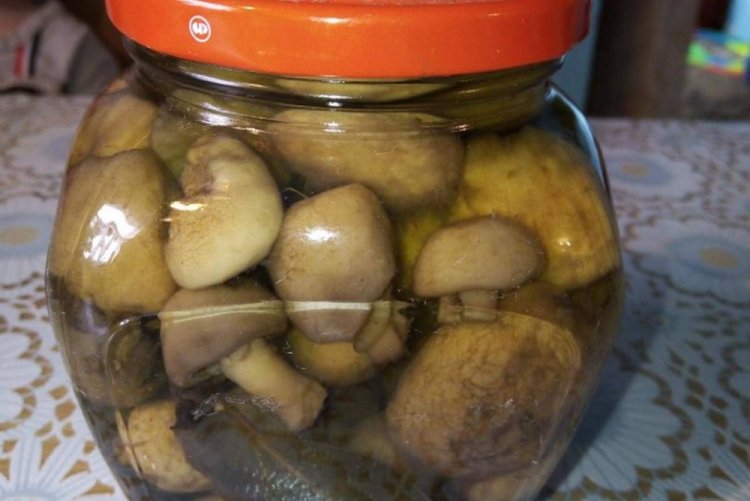 Шампиньоны без уксуса на зиму