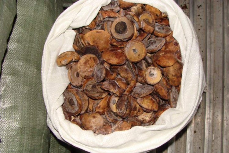 Замороженные подосиновики на зиму