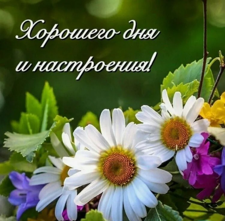 Красивые картинки «Добрый день!»