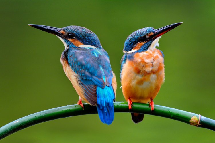 Птицы Урала: фото, названия и описания (каталог)