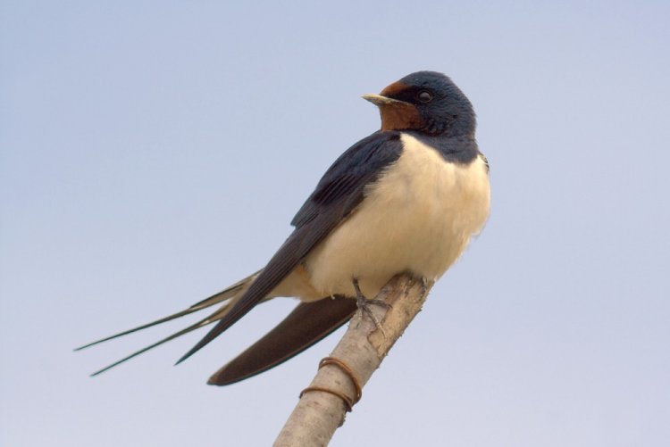 Ласточка-касатка