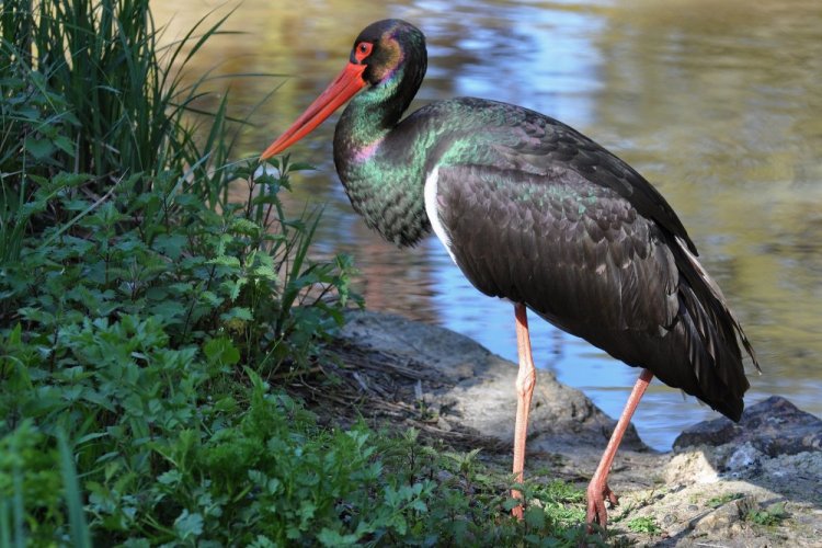 Черный аист