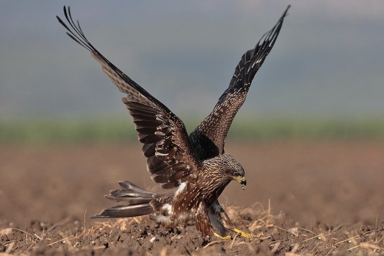 Черный коршун