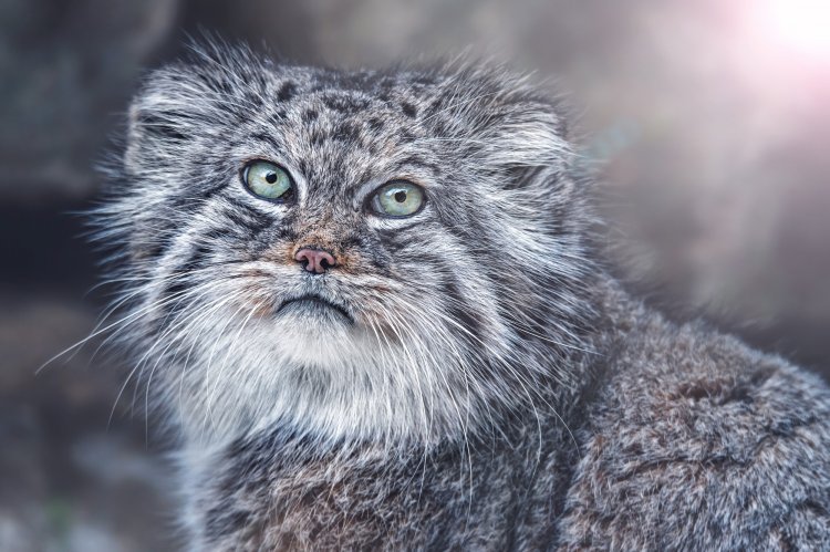 30 редких животных, занесенных в Красную книгу России