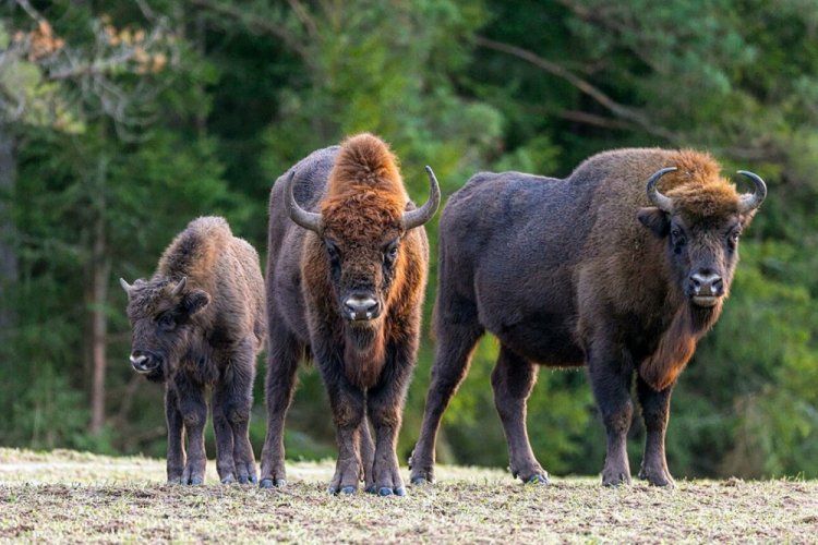 Европейский зубр