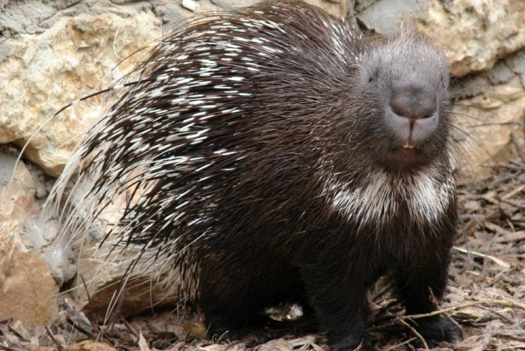 Индийский дикобраз