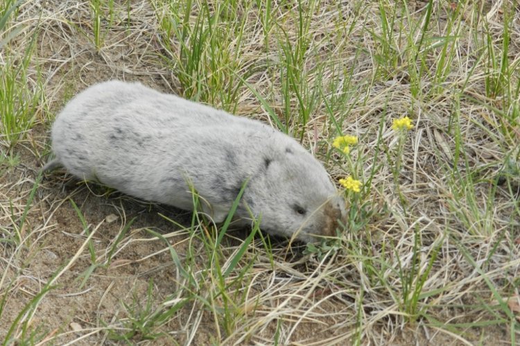 Маньчжурский цокор