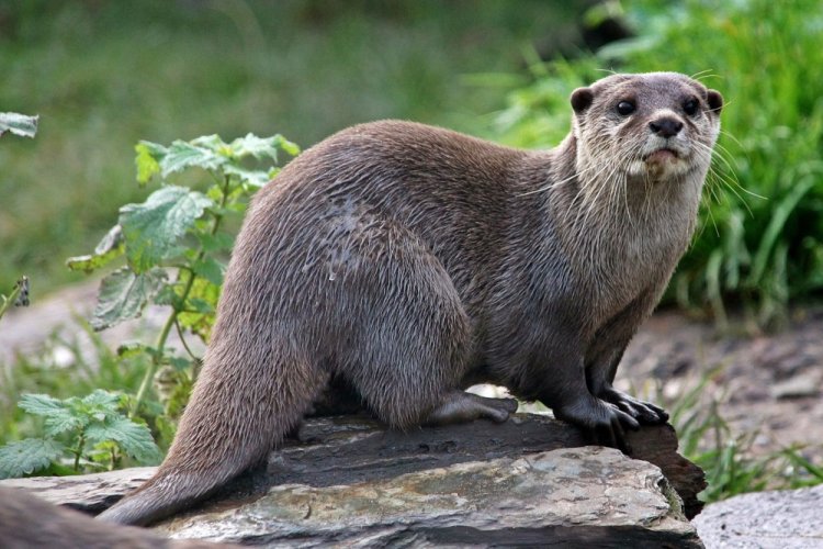 Выдра
