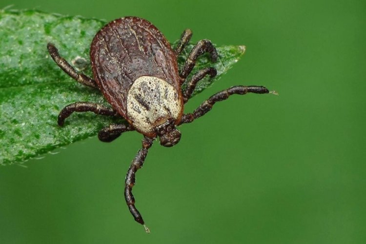 Иксодовый клещ