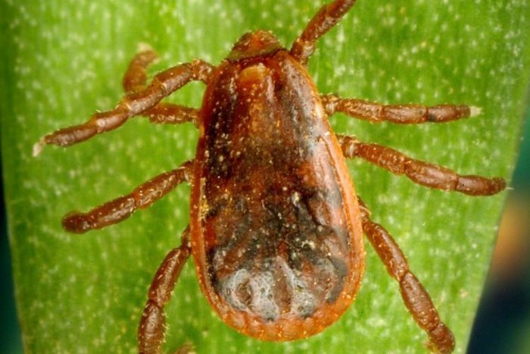 Рипифефалюс