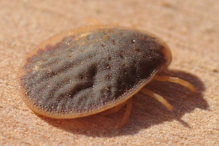 Аргасовые клещи