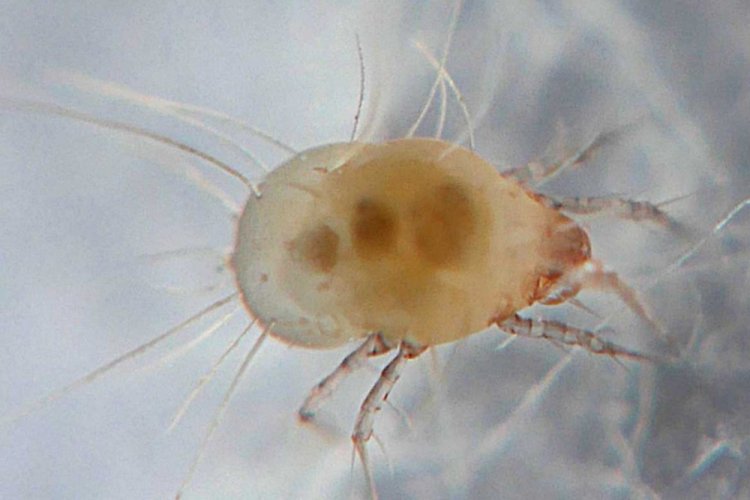 Мучной клещ