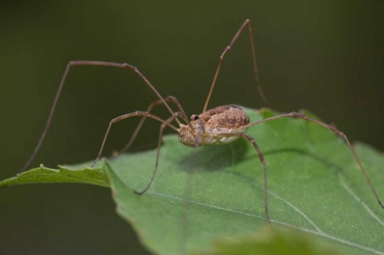 Клещи-сенокосцы