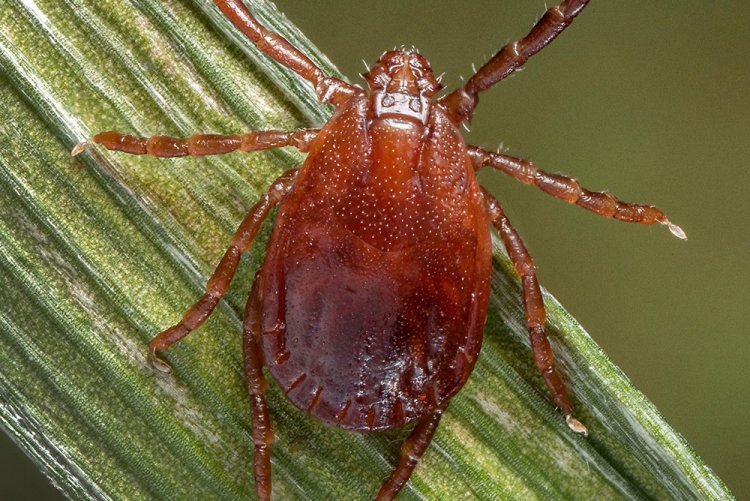 Гемафизалис