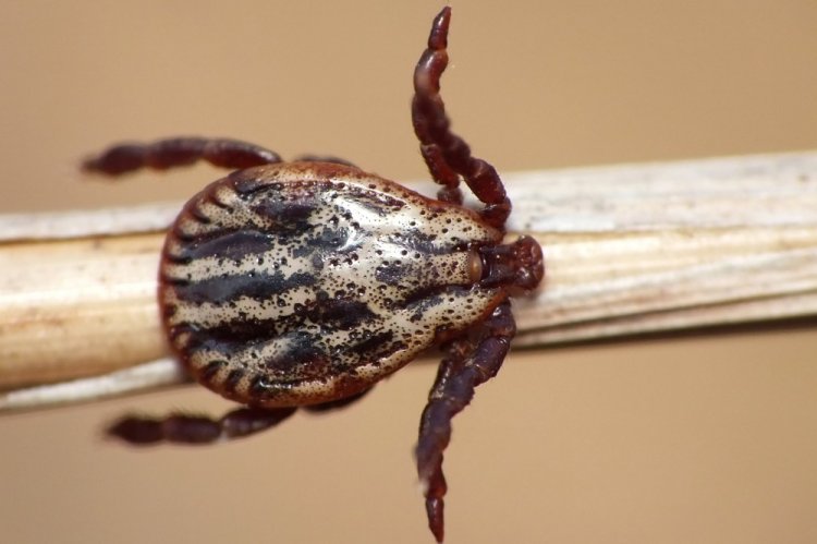 Дермацентор