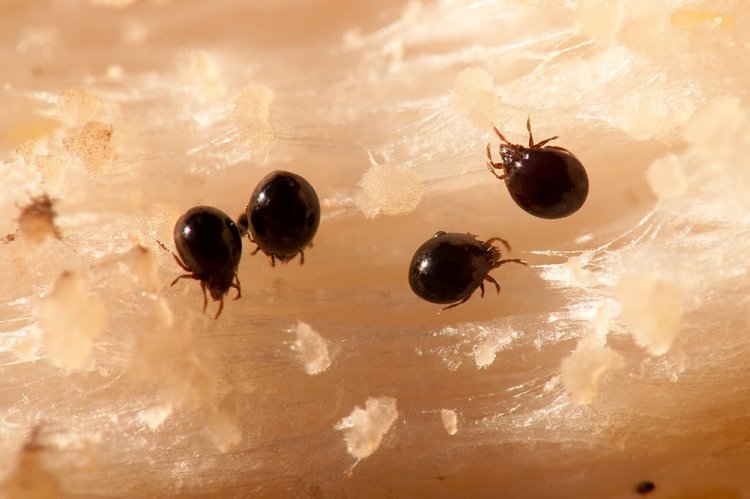 Панцирные клещи