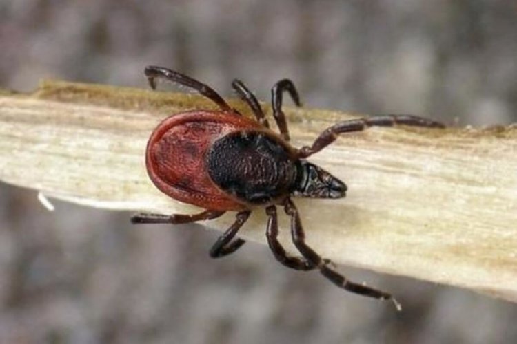 Таежный клещ