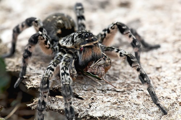 Южнорусский тарантул