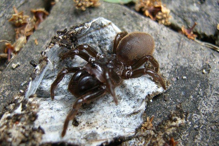 Пауки-землекопы