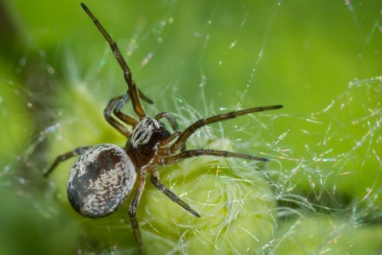 Диктиновые пауки ткачи