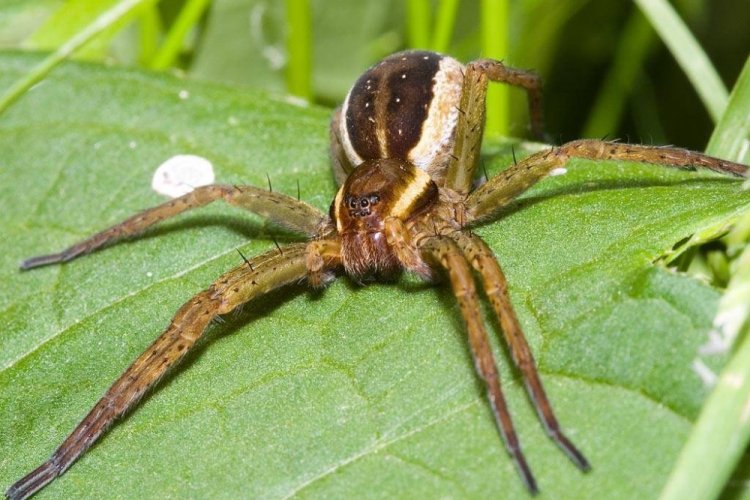 Паук-охотник