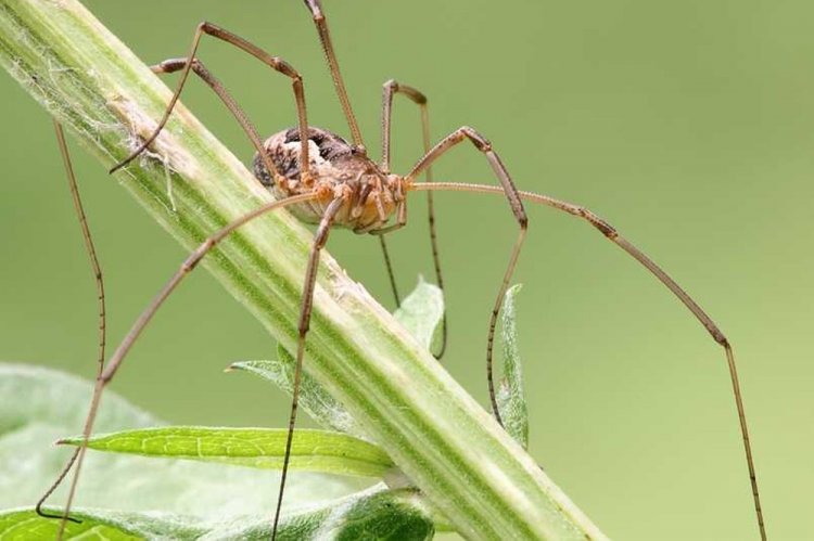 Пауки-сенокосцы