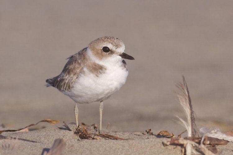 Морской зуек