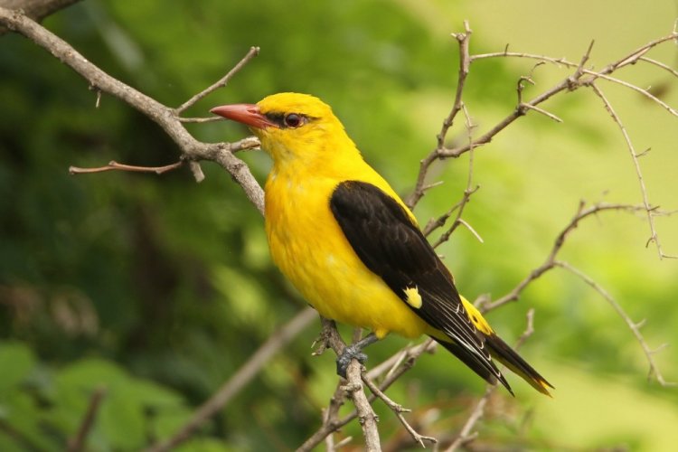 Обыкновенная иволга