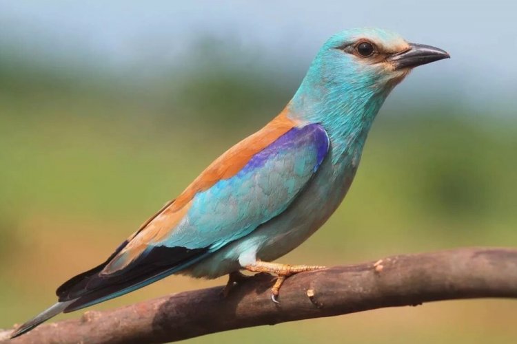 Сизоворонка