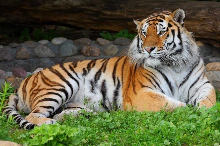 Амурский тигр