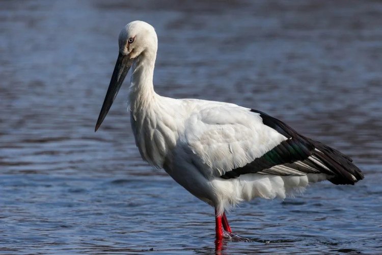 Дальневосточный аист