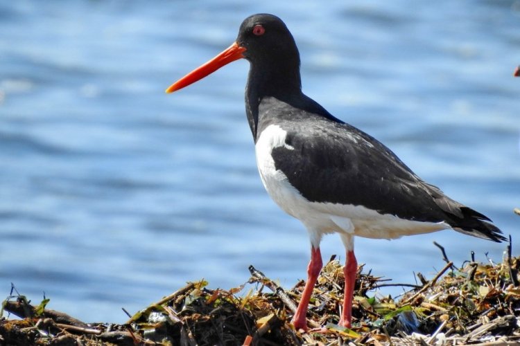 Кулик-сорока