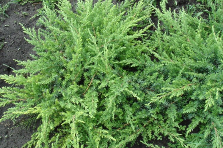 Можжевельник прибрежный