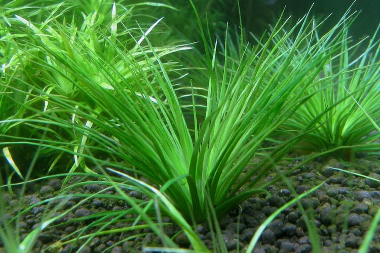 Полушник озерный