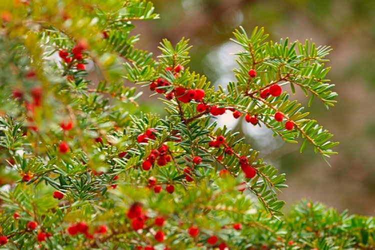 Тис остроконечный