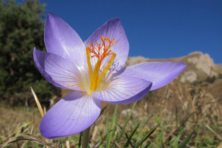 Шафран прекрасный